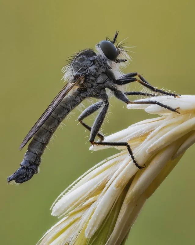 배당소득 분리과세 기준