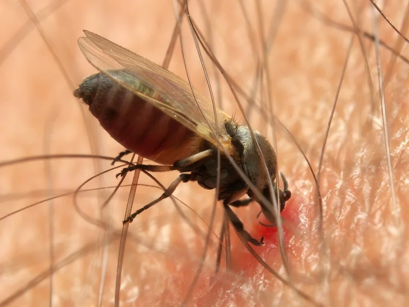 배당소득 분리과세 기준