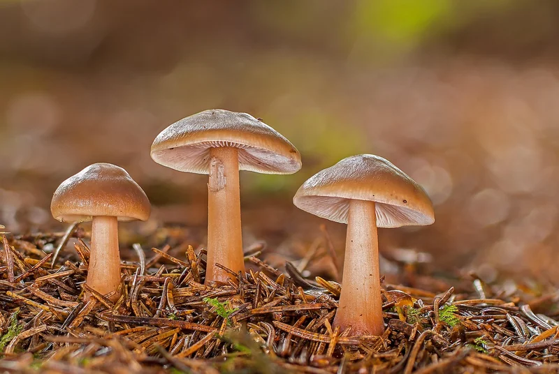 비과세 펀드 종류