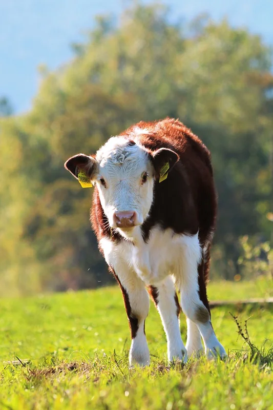 실손보험 세금 혜택
