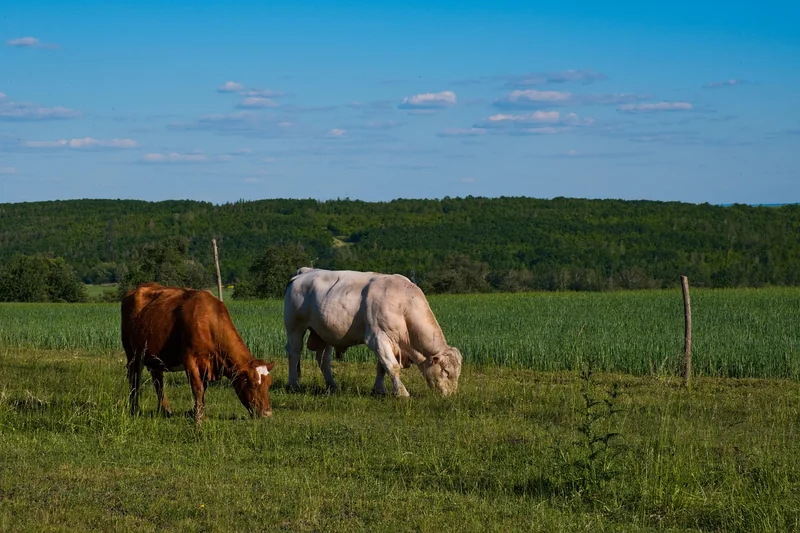 실손보험 세금 혜택