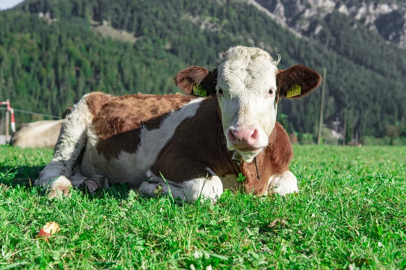 실손보험 세금 혜택