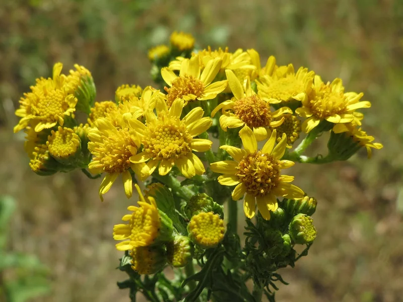연금보험 공제 기준