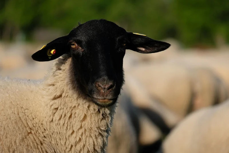 주식 양도소득세 절세