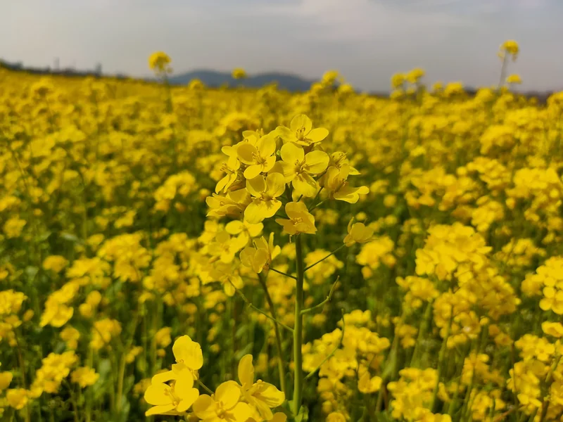 중도 퇴사 연말정산